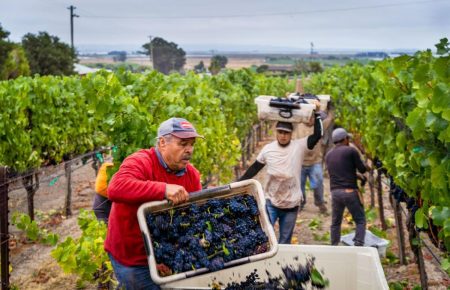 Французькі винороби перероблятимуть непродане вино на санітайзери