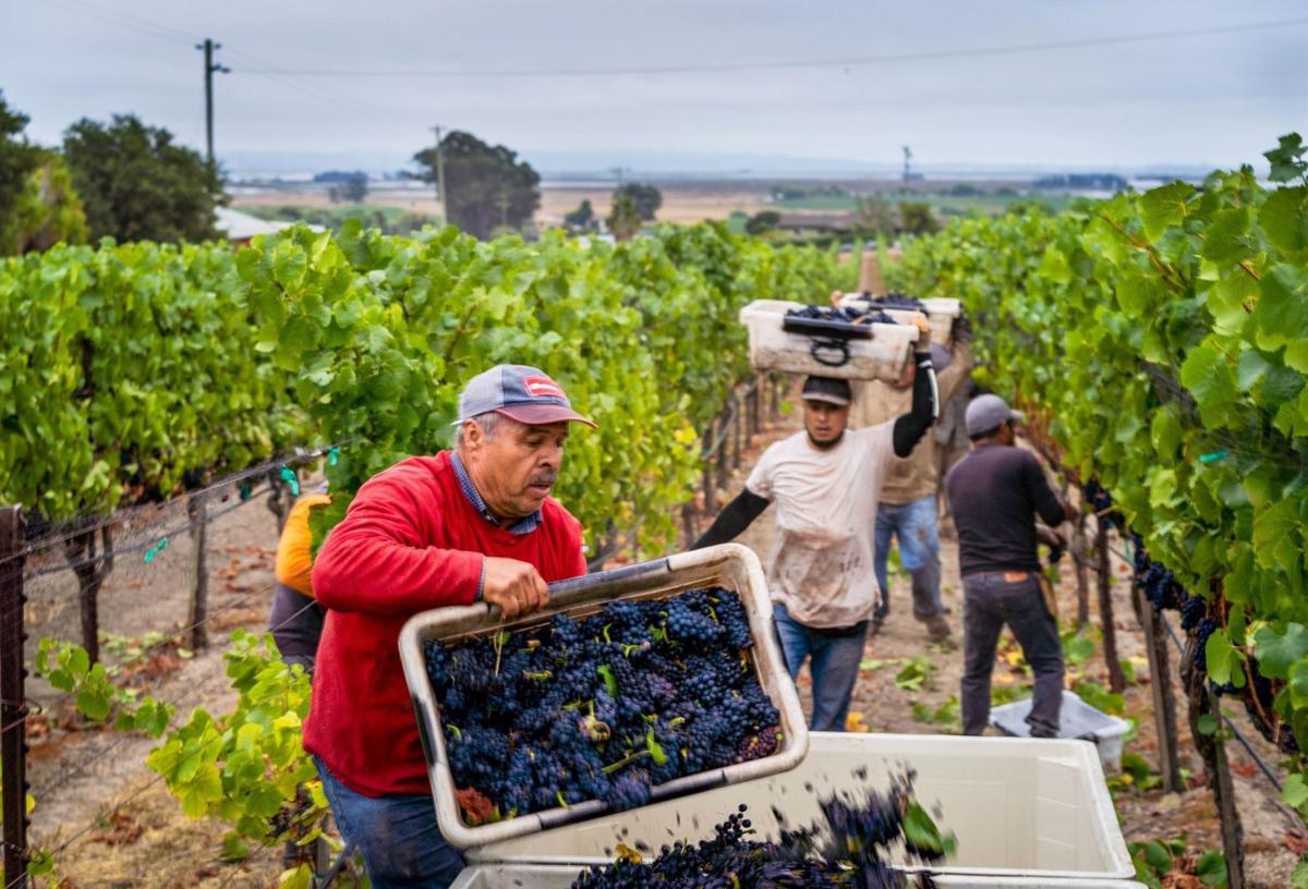 Французькі винороби перероблятимуть непродане вино на санітайзери