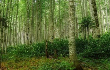 За последние 5 лет вырубка лесов в Карпатах уменьшилась на 20% — Заблоцкий