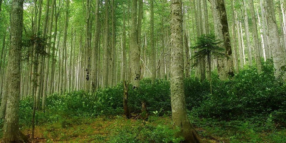 За последние 5 лет вырубка лесов в Карпатах уменьшилась на 20% — Заблоцкий