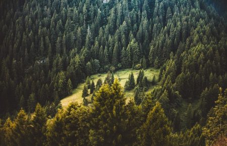 Только с помощью леса укротить стихию горных рек невозможно — глава Госагентства лесных ресурсов