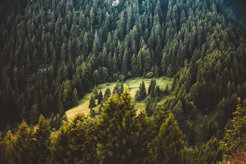 Только с помощью леса укротить стихию горных рек невозможно — глава Госагентства лесных ресурсов