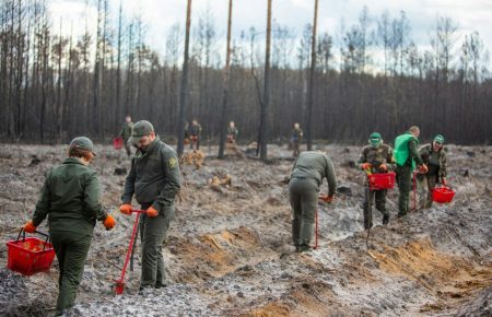 На місцях пожеж у лісах Житомирщини висадили понад 280 тисяч нових дерев
