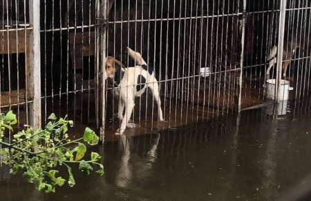 У притулку «Дім Сірка» у Калуші під час повені загинули дві собаки, потребують евакуації близько 40 тварин (фото, відео)