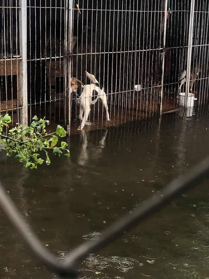 В приюте «Дім Сірка» в Калуше во время наводнения погибли две собаки, нуждаются в эвакуации около 40 животных (фото, видео)