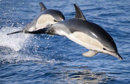 Є багато способів екологічно комунікувати з дельфінами, окрім дельфінаріїв — кетологиня Юлія Іванчикова