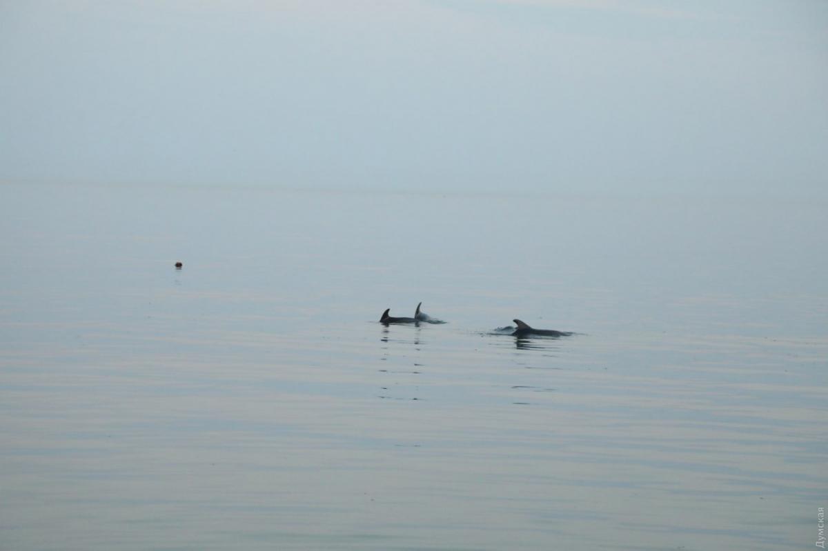 В Одесі врятували дельфінів, які кілька діб не могли виплисти з акваторії міського пляжу
