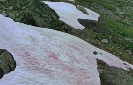 На льодовику Презена в італійських Альпах з’явився рожевий сніг