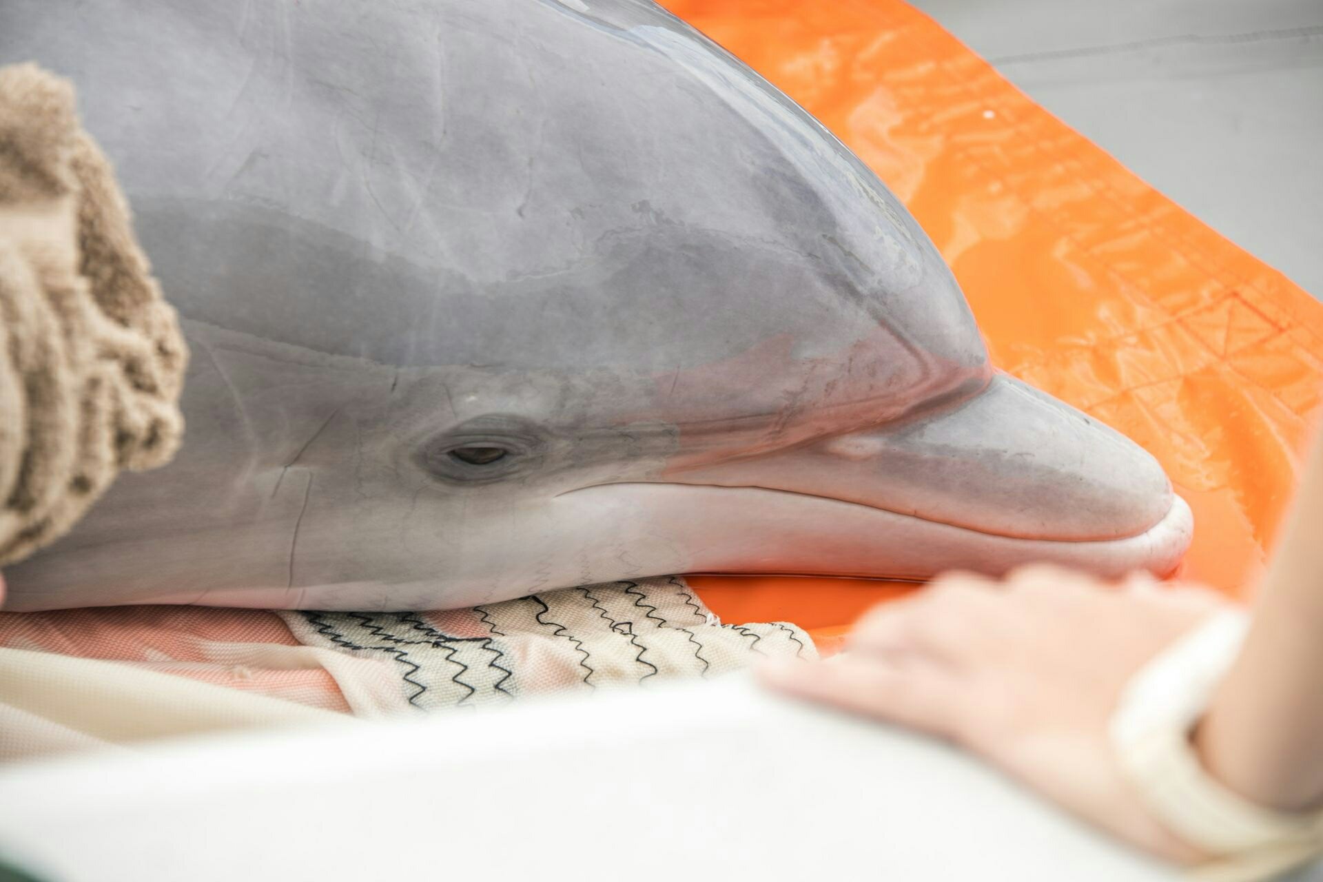 Поблизу берегів Криму знаходять дельфінів із ножовими ранами