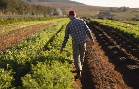 Выведет ли нелегальных фермеров из тени закон о детенизации доходов от производства сельхозпродукции?