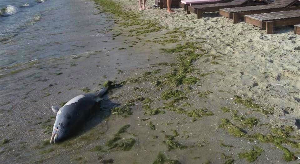 В Одессе возле затонувшего танкера «Delfi» обнаружили мертвого дельфина