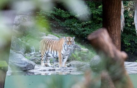 У Цюрихському зоопарку тигриця напала на працівницю