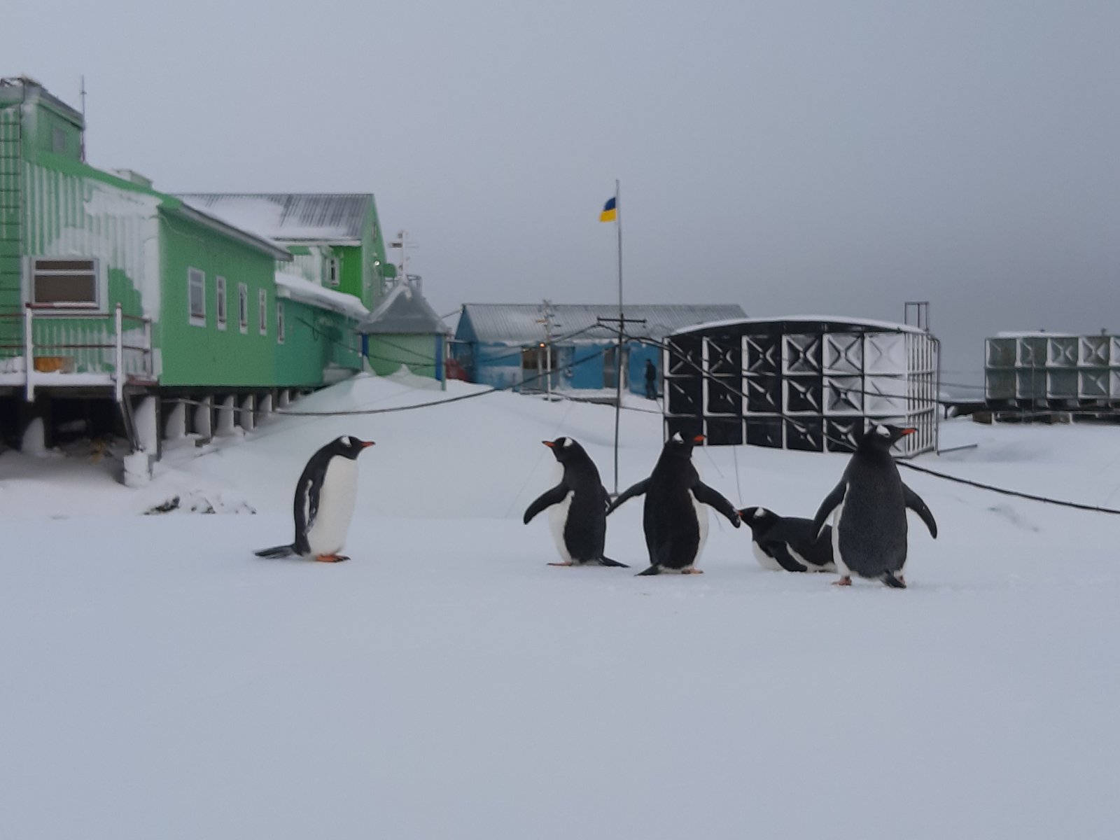 На станцію «Академік Вернадський» в Антарктиді неочікувано повернулися пінгвіни