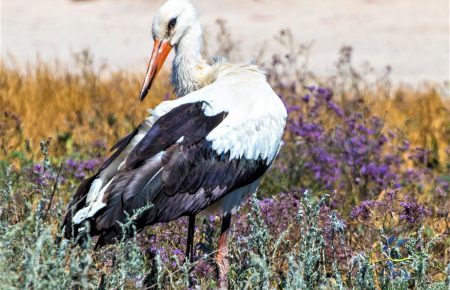 Из-за непогоды в парке «Тузловские лиманы» в Одесской области погибли не менее 300 птиц