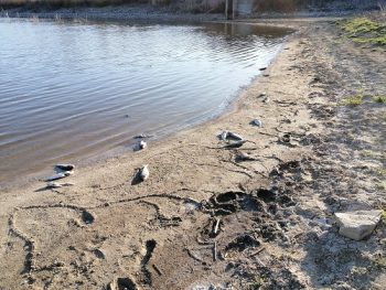 Чому висихають річки та водойми на окупованих територіях Донбасу?