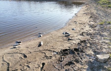 Чому висихають річки та водойми на окупованих територіях Донбасу?