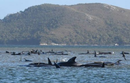 Майже 400 китів загинули біля берегів Тасманії
