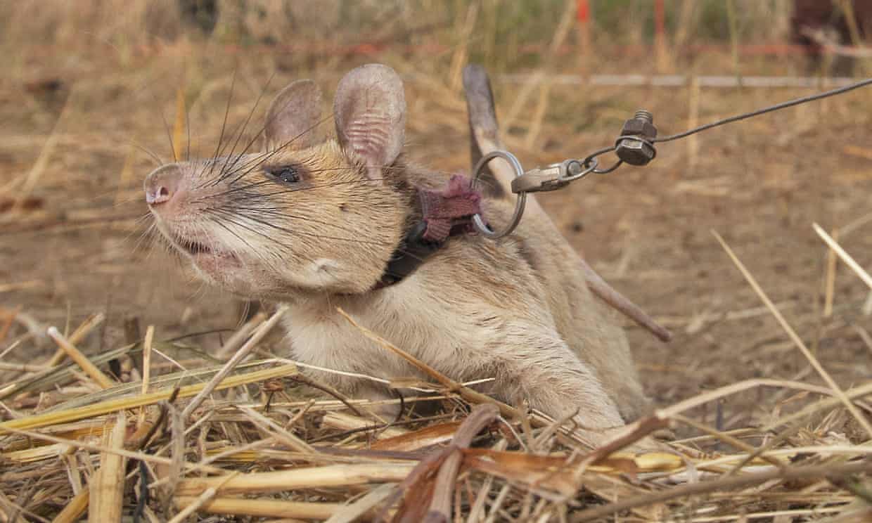 Пацюк Маґава отримав відзнаку, знайшовши у Камбоджі 39 мін і 28 вибухонебезпечних предметів