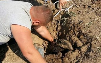 На Одещині рятують борсука, який застряг у трубі зрошувальної системи і був паралізований