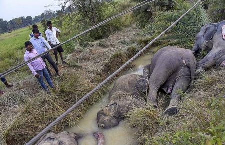 В Індії внаслідок ударів струмом гинуть слони. Що відбувається? (ФОТО)