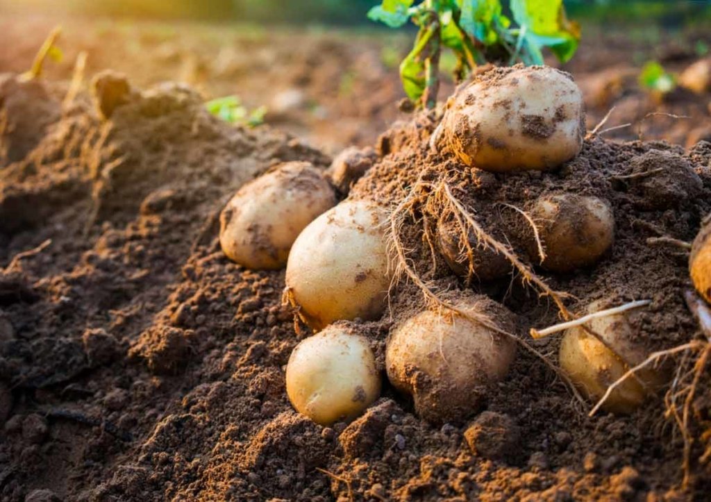 Последние 5 лет Украина не экспортирует картофель, хотя мы третьи в мире по выращиванию картофеля — Руженкова