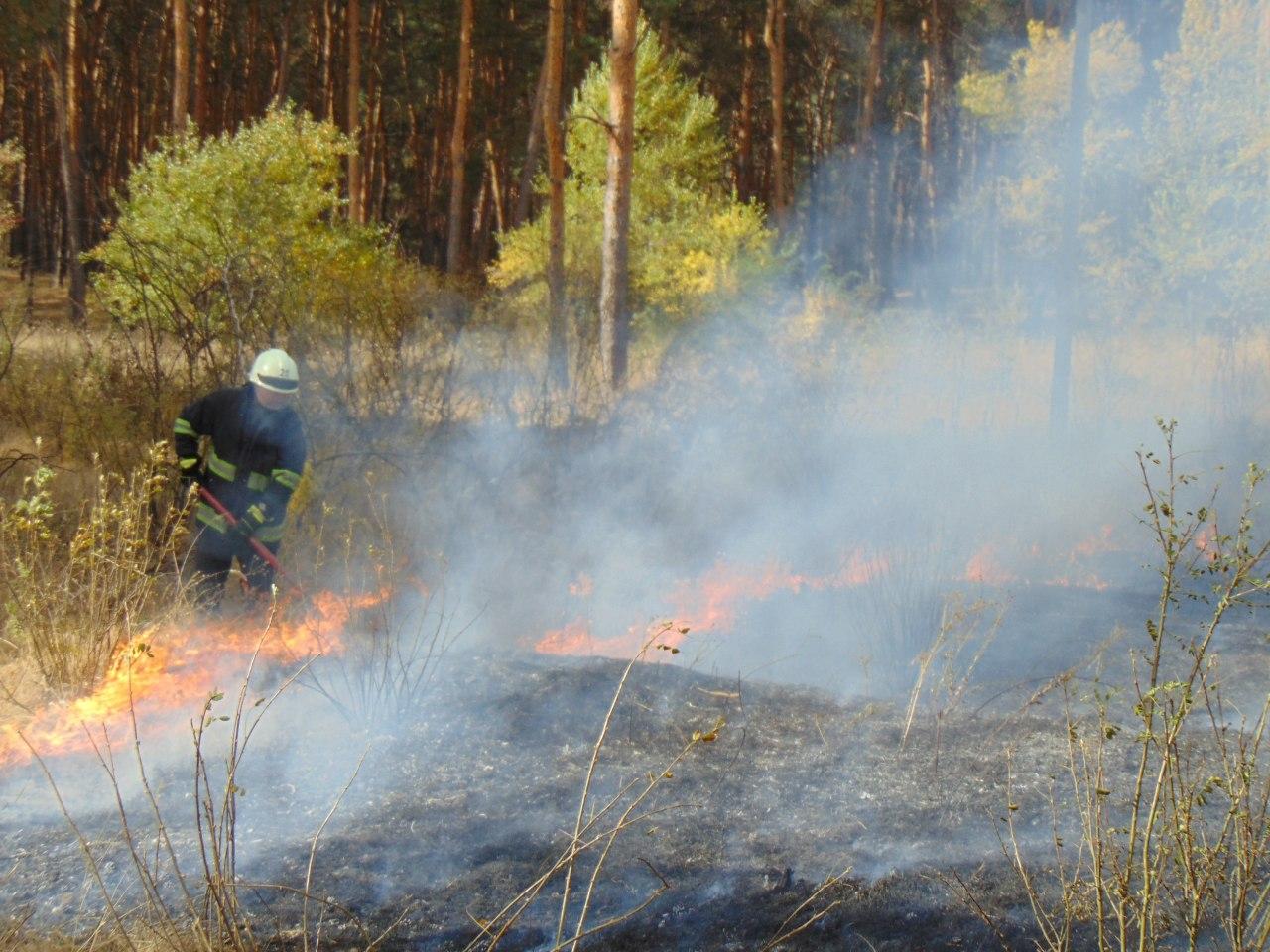 На Луганщині палає ліс, евакуюють людей найближчих сіл (ВІДЕО)