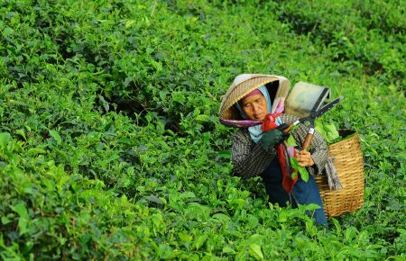 Карантин, нестача робітників та погана погода: чому у світі зростають оптові ціни на чай?