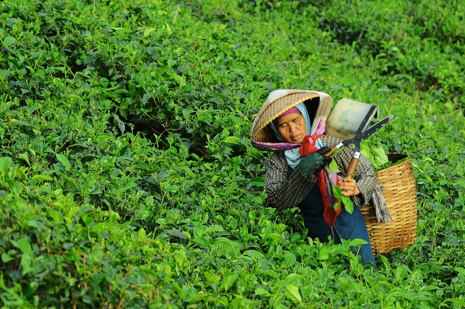 Карантин, нестача робітників та погана погода: чому у світі зростають оптові ціни на чай?