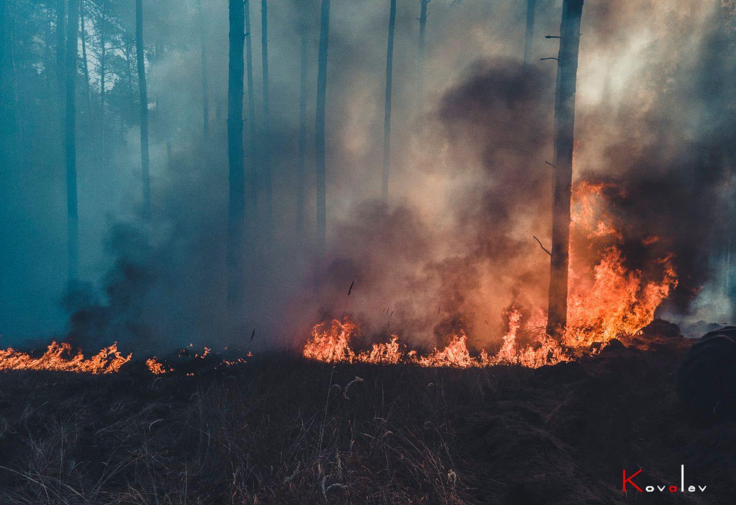 У лісі знаходили кучі, підготовлені для підпалу — представник Луганського обуправління лісового господарства