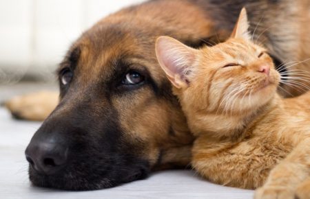 COVID-19: кошке заразиться проще, чем собаке — ветеринары
