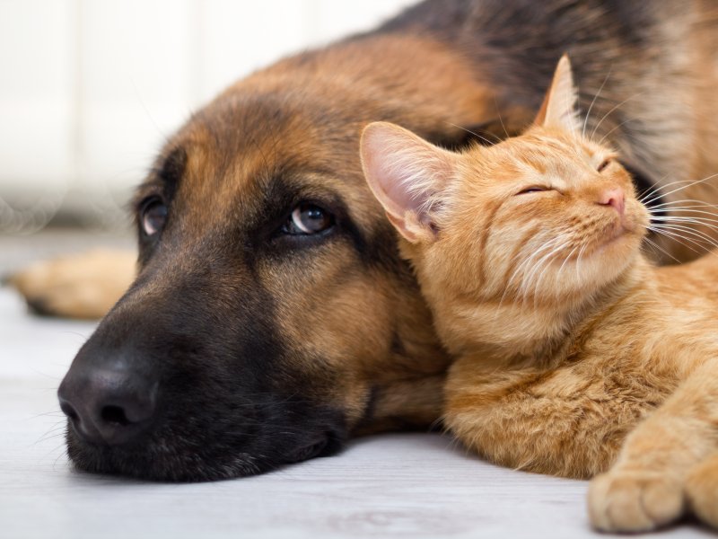 COVID-19: кошке заразиться проще, чем собаке — ветеринары