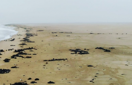 На узбережжя Намібії винесло понад 5 тисяч мертвих дитинчат тюленів