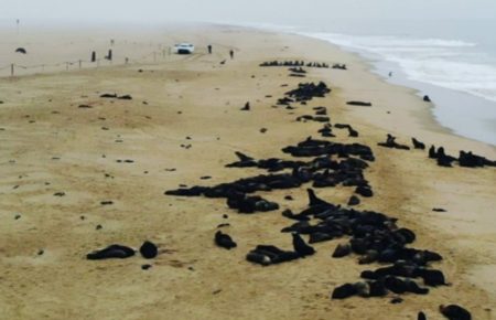 Сім тисяч мертвих тюленів виявили на побережжі в Намібії (ВІДЕО)