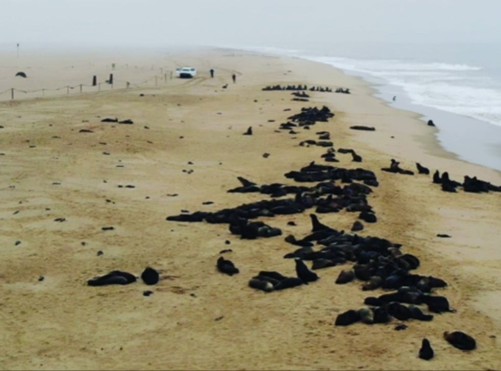Сім тисяч мертвих тюленів виявили на побережжі в Намібії (ВІДЕО)