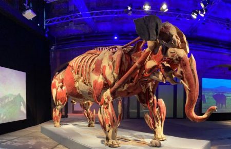 Побачити тварин зсередини: у Києві відкривається виставка «Всесвіт тіла: Всередині тварин»