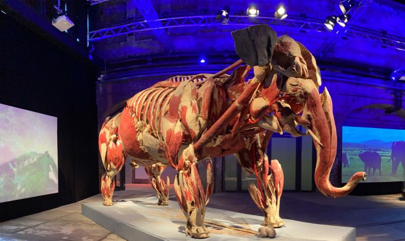 Побачити тварин зсередини: у Києві відкривається виставка «Всесвіт тіла: Всередині тварин»