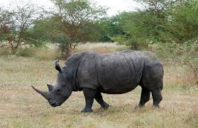 У зоопарку Берліну помер найстаріший у світі чорний носоріг