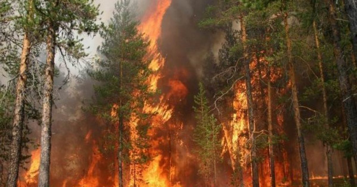 Лісові пожежі знищили понад 40% острова Фрейзер зі списку ЮНЕСКО