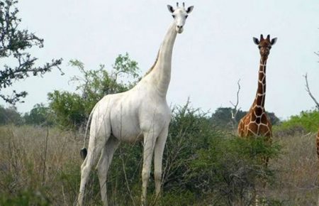 Єдиному у світі білому жирафу прикріпили GPS-трекер, щоб захистити від браконьєрів