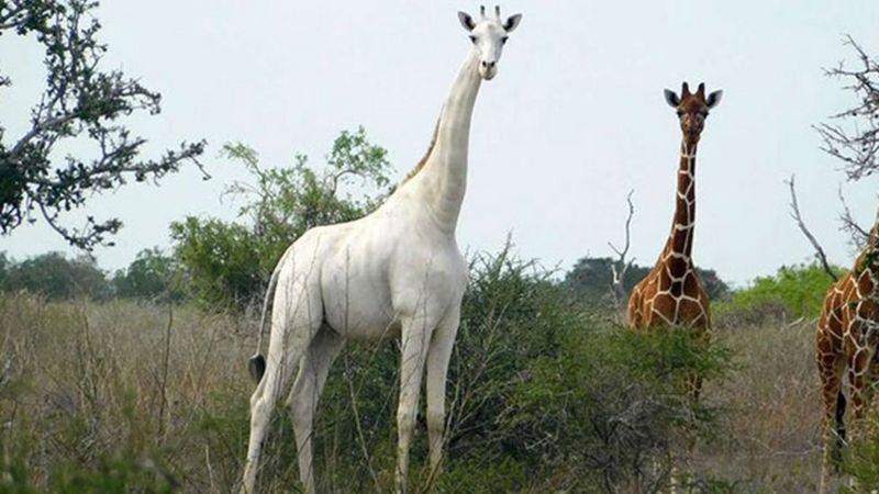 Єдиному у світі білому жирафу прикріпили GPS-трекер, щоб захистити від браконьєрів
