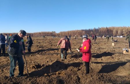 Десять тисяч сосен висадили в Луганській області на місці згарища