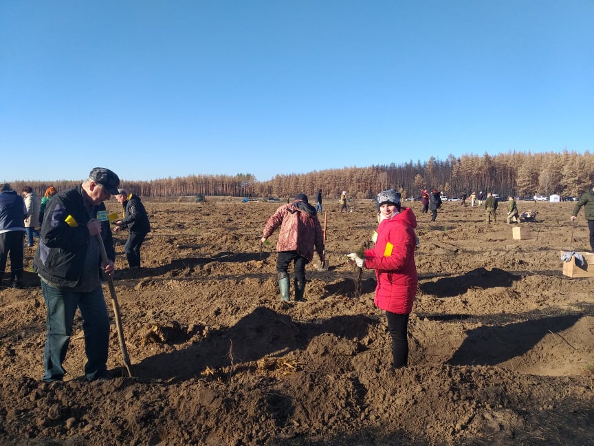 Десять тисяч сосен висадили в Луганській області на місці згарища