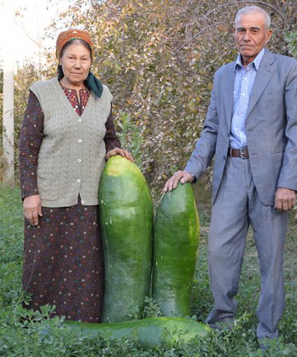 У фермерів з Туркменістану виріс 27-кілограмовий огірок: може претендувати на Книгу рекордів Гіннеса