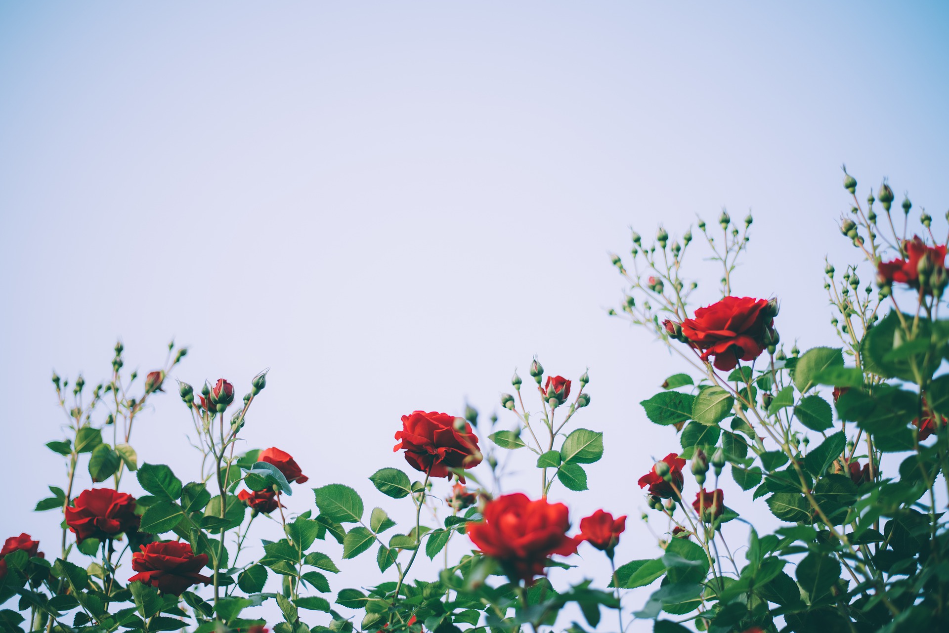 «Кит і троянди» — історія лікування раку грудей в умовах карантину