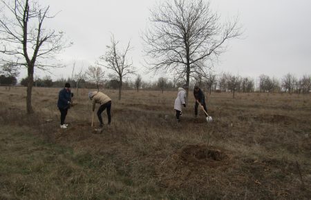 У Миколаєві місцеві жителі посадили 400 дерев, які придбали за рахунок благодійних внесків