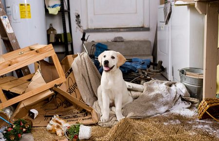 «Жування для собаки — все одно, як людина відчиняє двері й зазирає у кімнату» — голова Британської Асоціації поведінки собак
