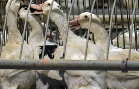 На качиній фермі Франції виявили пташиний грип, влада б'є на сполох