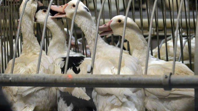 На качиній фермі Франції виявили пташиний грип, влада б'є на сполох