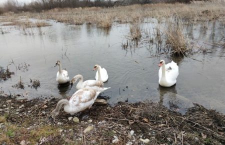 На Буковині можуть загинути лебеді-шипуни — літня повінь порушила екосистему озер, куди вони прилітали на зимівлю