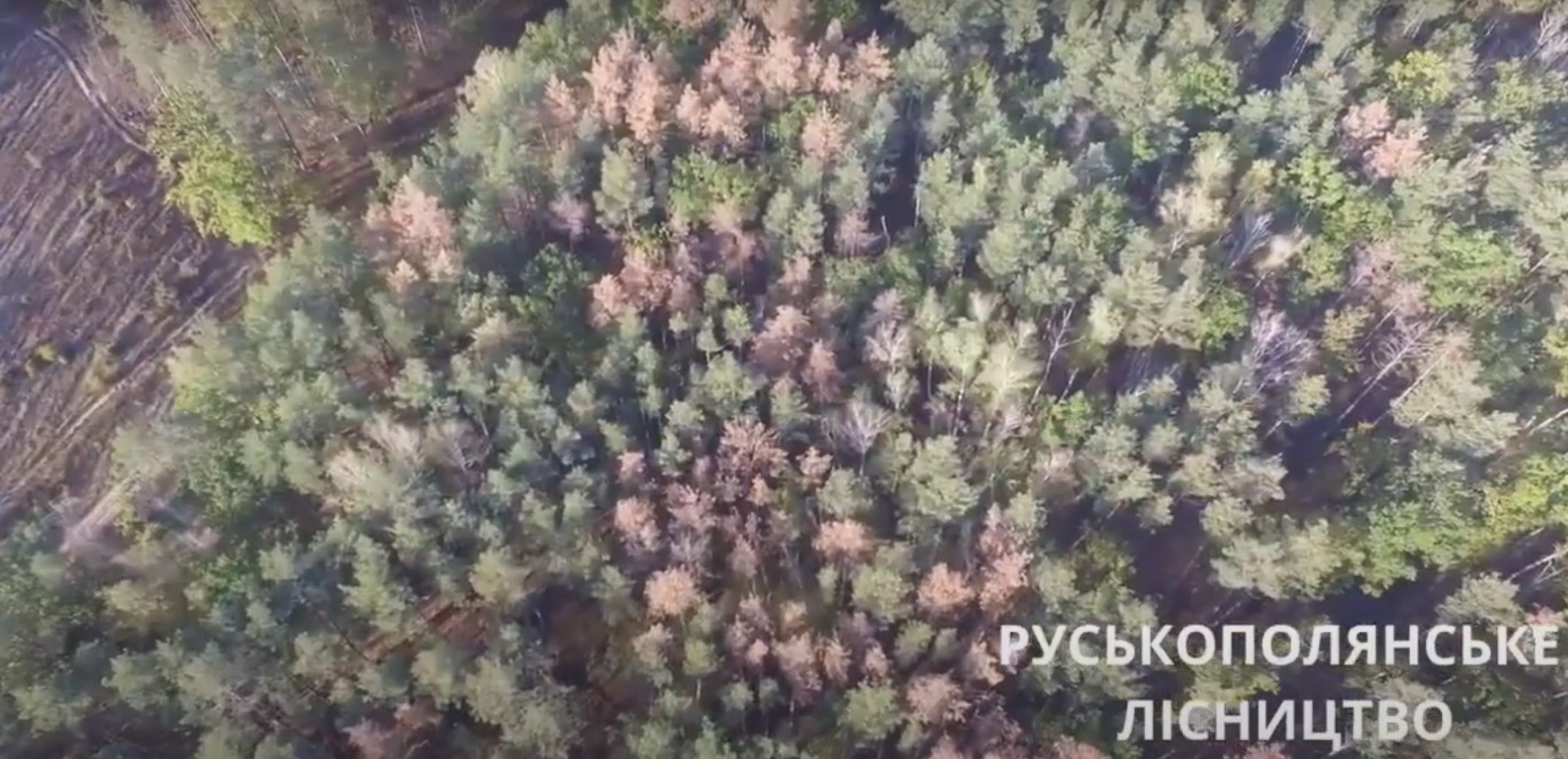На Черкасчине в этом году высохло 25 тысяч гектаров леса (видео)